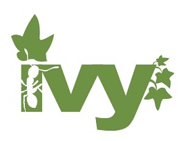 解决ivy is not available