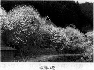 《日语综合教程》第七册 第二課 辛夷の花